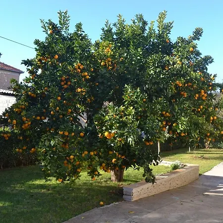 アパート Angie *